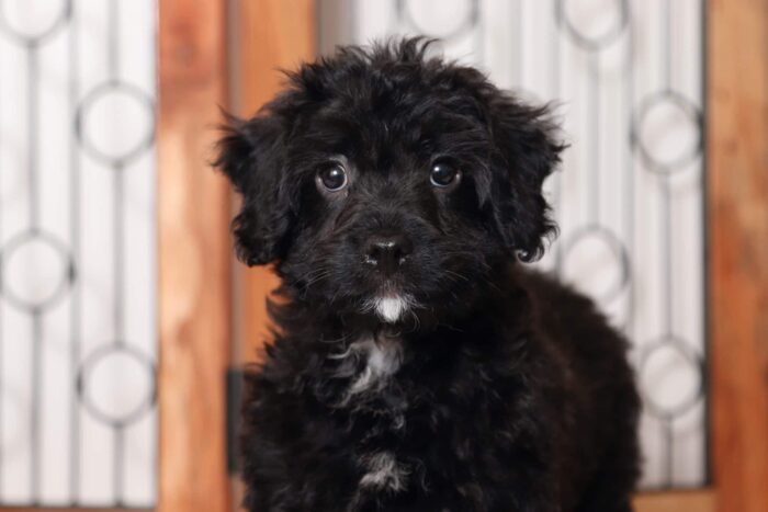 Hoover - Amazing Little Male Cavapoo Puppy - Image 2