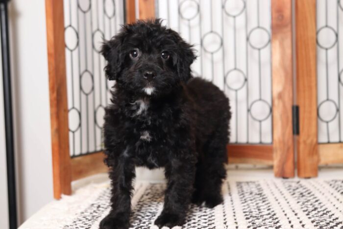 Hoover - Amazing Little Male Cavapoo Puppy - Image 3