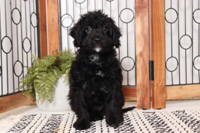 Hoover - Amazing Little Male Cavapoo Puppy - Image 4