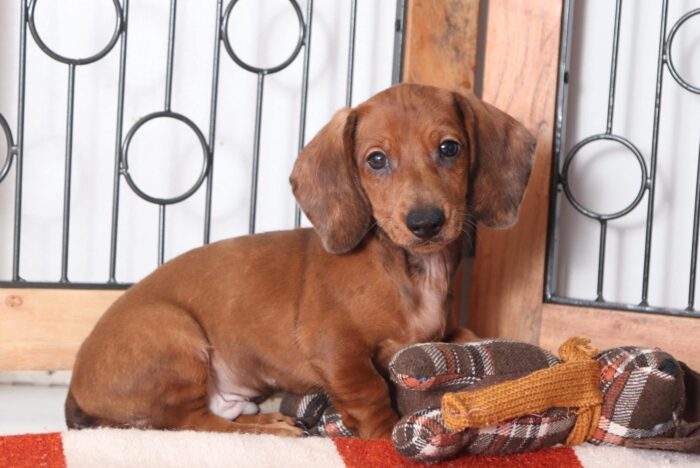 Hotdog - Absolute Cutest ACA Male Dachshund Puppy