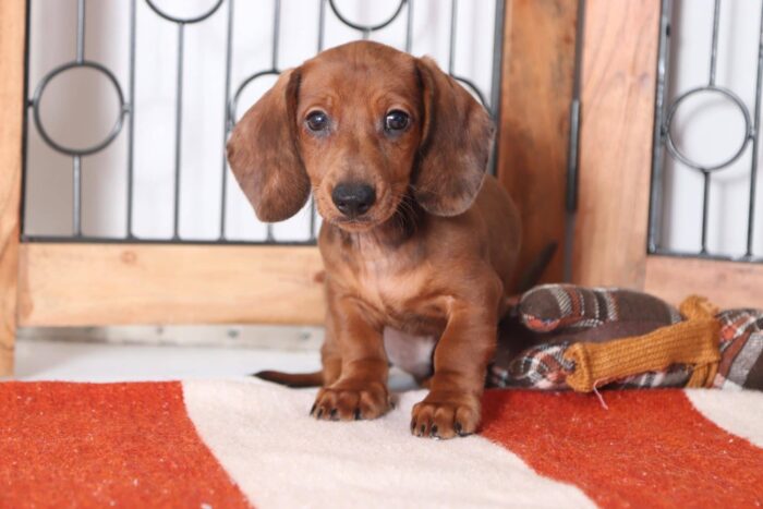 Hotdog - Absolute Cutest ACA Male Dachshund Puppy - Image 2