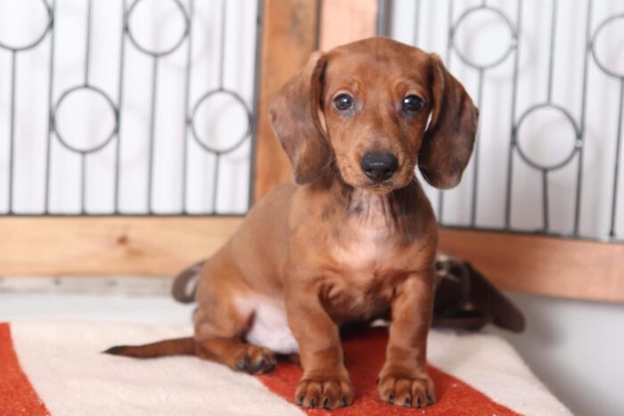 Hotdog - Absolute Cutest ACA Male Dachshund Puppy - Image 3