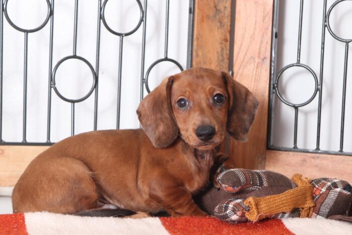 Hotdog - Absolute Cutest ACA Male Dachshund Puppy - Image 4