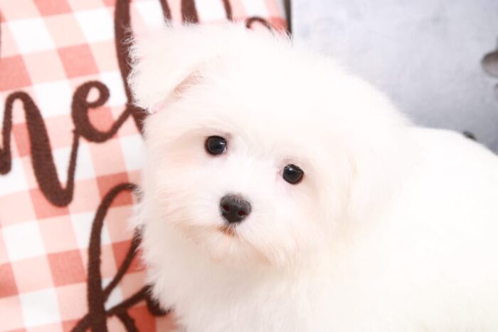 Houston - Sweet Little White Teacup Female Maltese Puppy - Image 4
