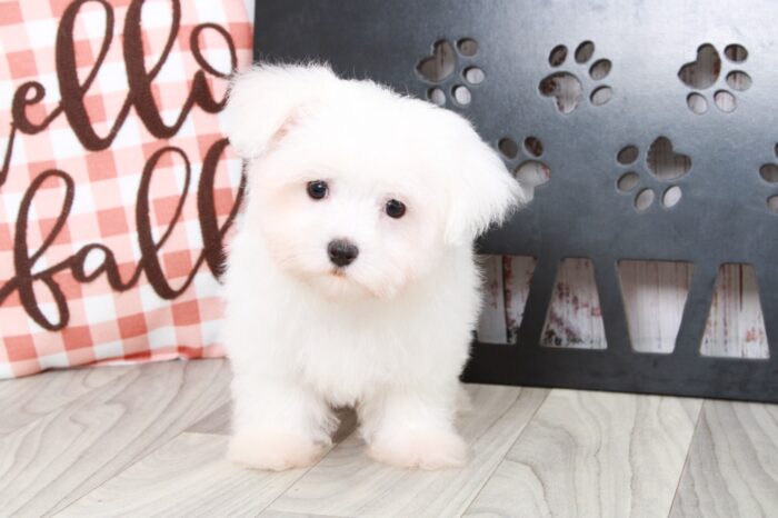 Houston - Sweet Little White Teacup Female Maltese Puppy - Image 3