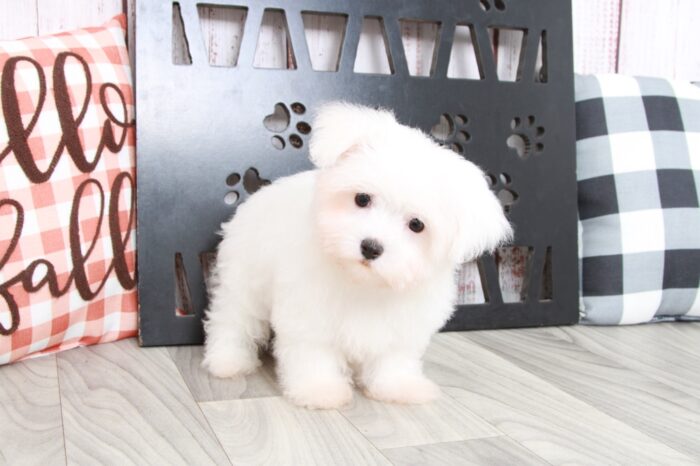 Houston - Sweet Little White Teacup Female Maltese Puppy - Image 2