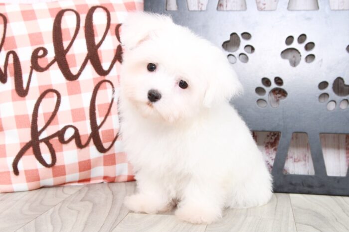 Houston - Sweet Little White Teacup Female Maltese Puppy