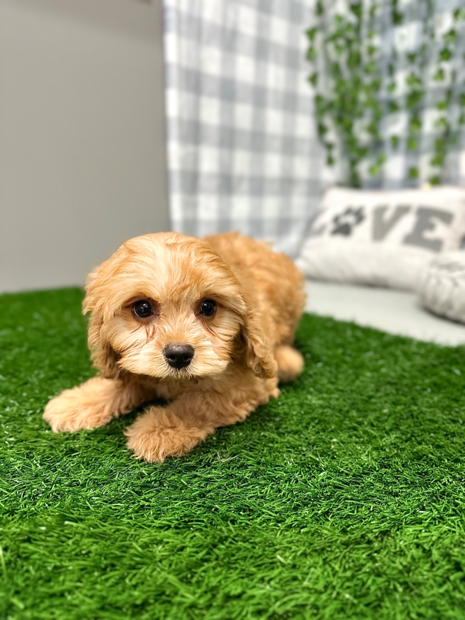 Howard - Gentle Cavachon Male Puppy For Sale in Georgia - Image 2