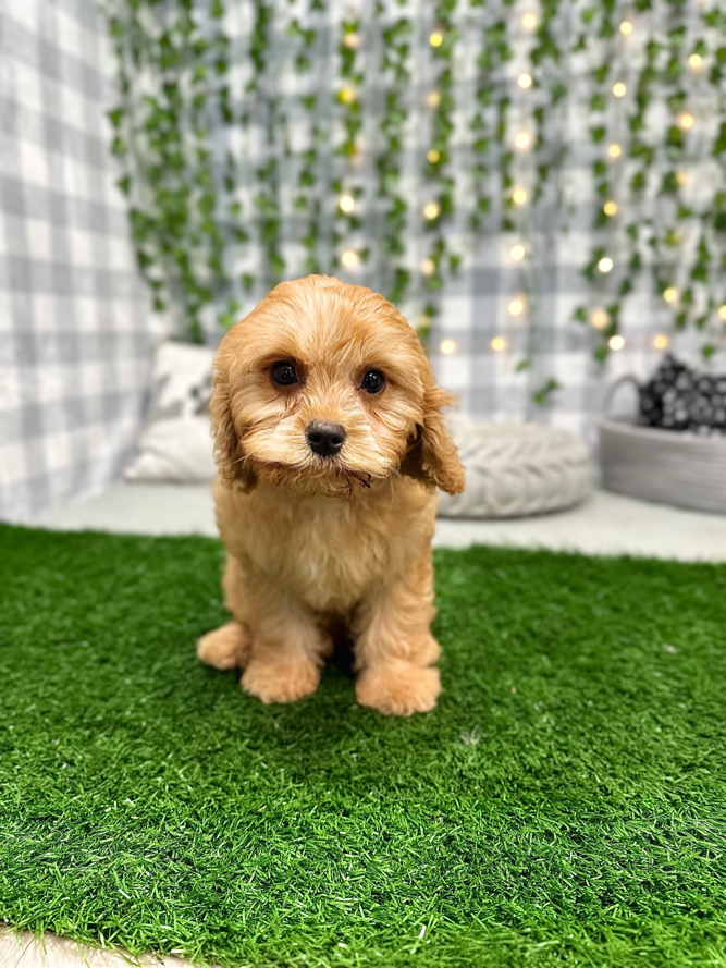 Howard - Gentle Cavachon Male Puppy For Sale in Georgia - Image 3