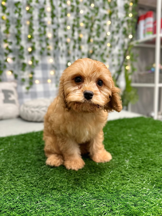 Howard - Gentle Cavachon Male Puppy For Sale in Georgia