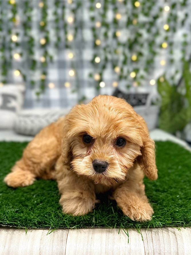 Howard - Gentle Cavachon Male Puppy For Sale in Georgia - Image 5