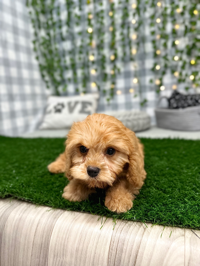 Howard - Gentle Cavachon Male Puppy For Sale in Georgia - Image 4