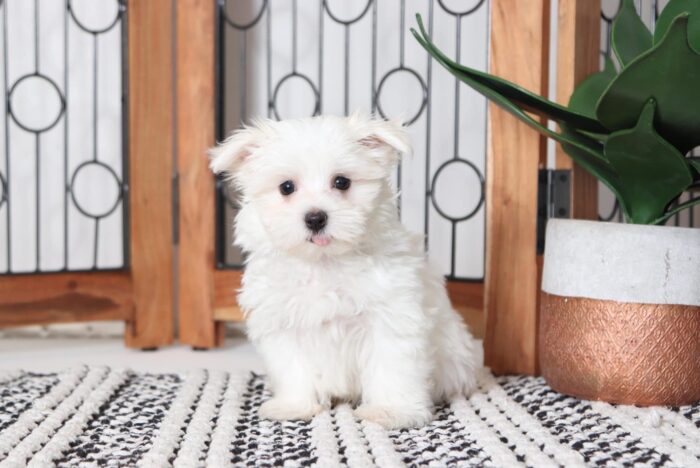 Howie - Fun Male ACA Maltese Puppy