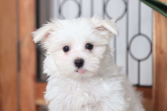 Howie - Fun Male ACA Maltese Puppy - Image 2