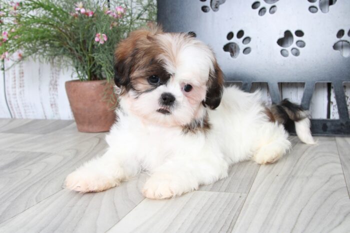 Howie- Darling Little Brown and White Male ACA Shih-Tzu Puppy - Image 2