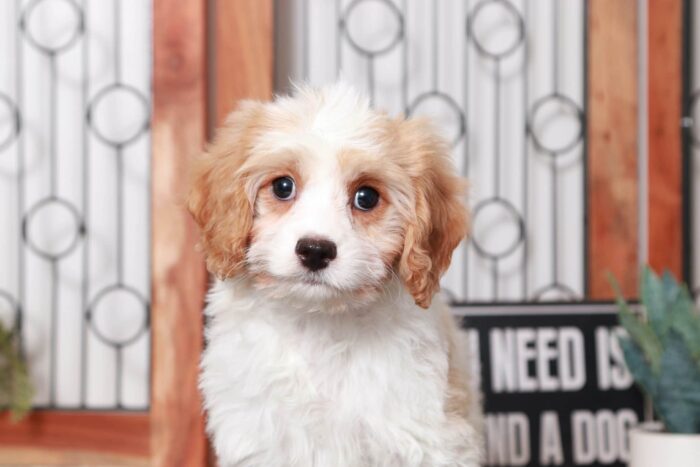 Howie- Charming Little Blenheim Male Cavapoo Puppy - Image 2