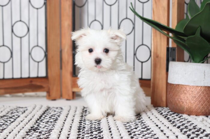 Howie - Fun Male ACA Maltese Puppy - Image 3