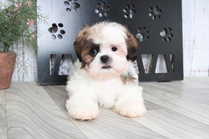 Howie- Darling Little Brown and White Male ACA Shih-Tzu Puppy - Image 3