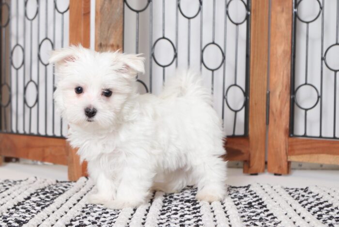 Howie - Fun Male ACA Maltese Puppy - Image 4