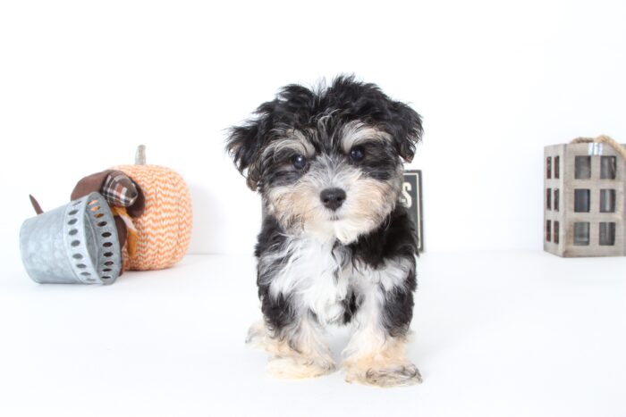 Hudson- Loving Male Morkie Puppy