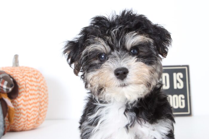 Hudson- Loving Male Morkie Puppy - Image 2