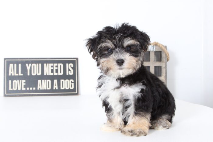 Hudson- Loving Male Morkie Puppy - Image 3