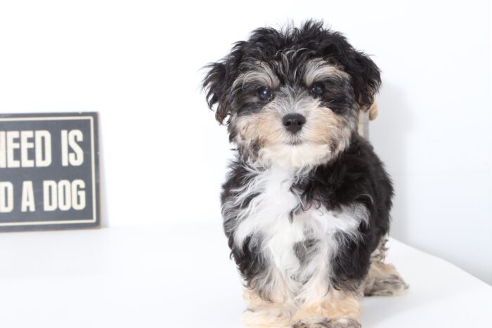 Hudson- Loving Male Morkie Puppy - Image 4