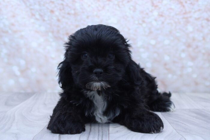 Hugo - Sweetest Male Shih-Poo Puppy - Image 2