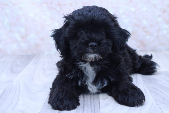 Hugo - Sweetest Male Shih-Poo Puppy
