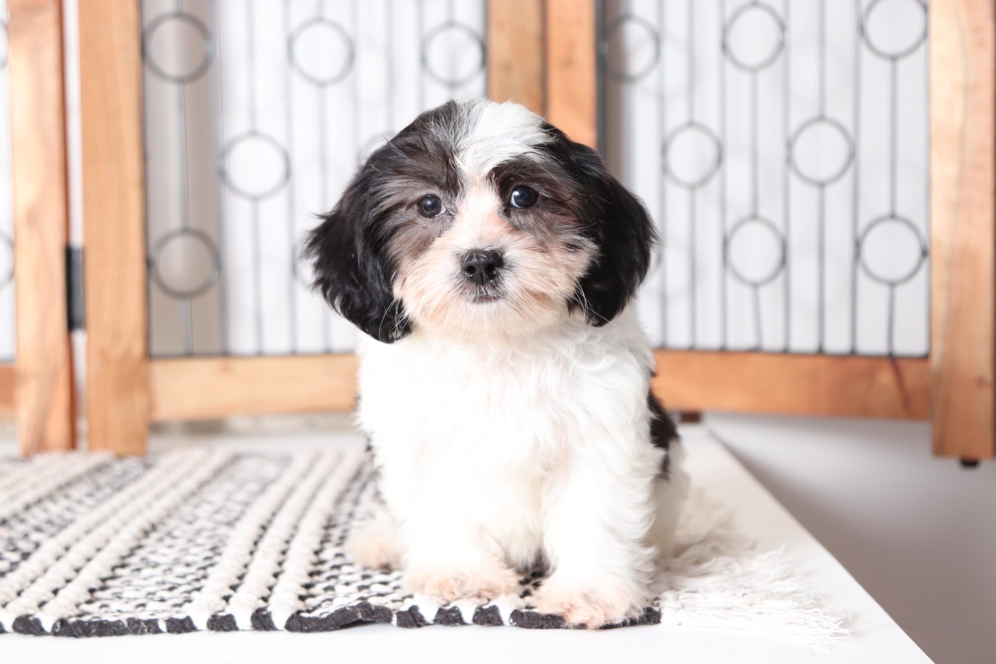Hugs - Playful Female Teddy Bear Puppy