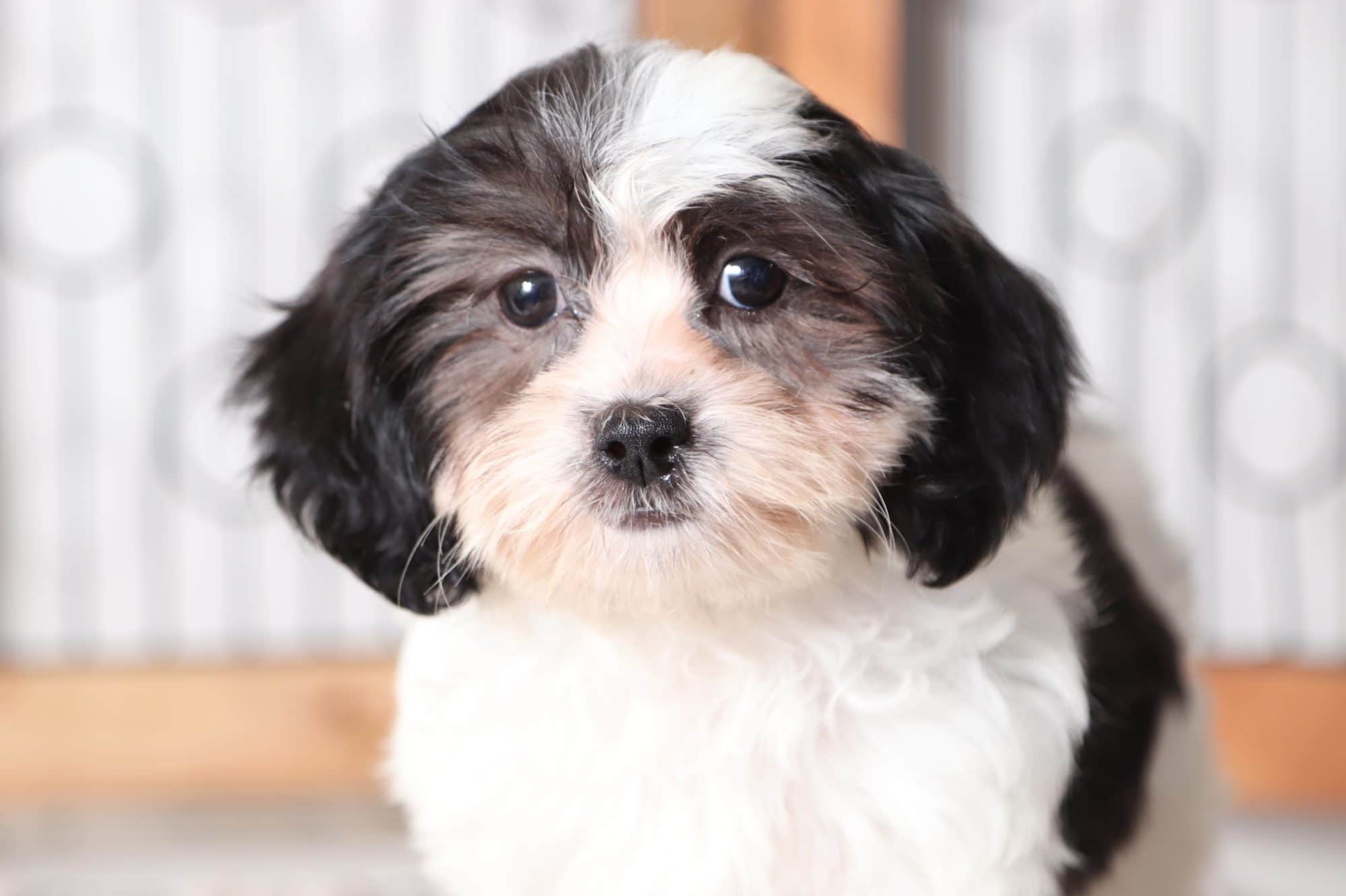 Hugs - Playful Female Teddy Bear Puppy - Image 2