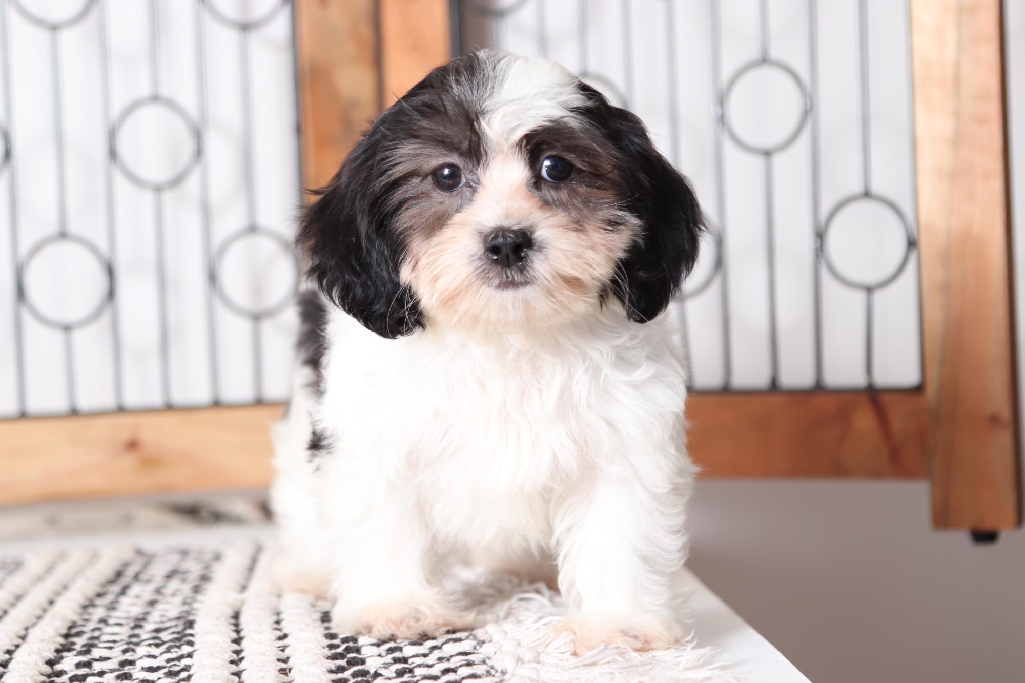 Hugs - Playful Female Teddy Bear Puppy - Image 3