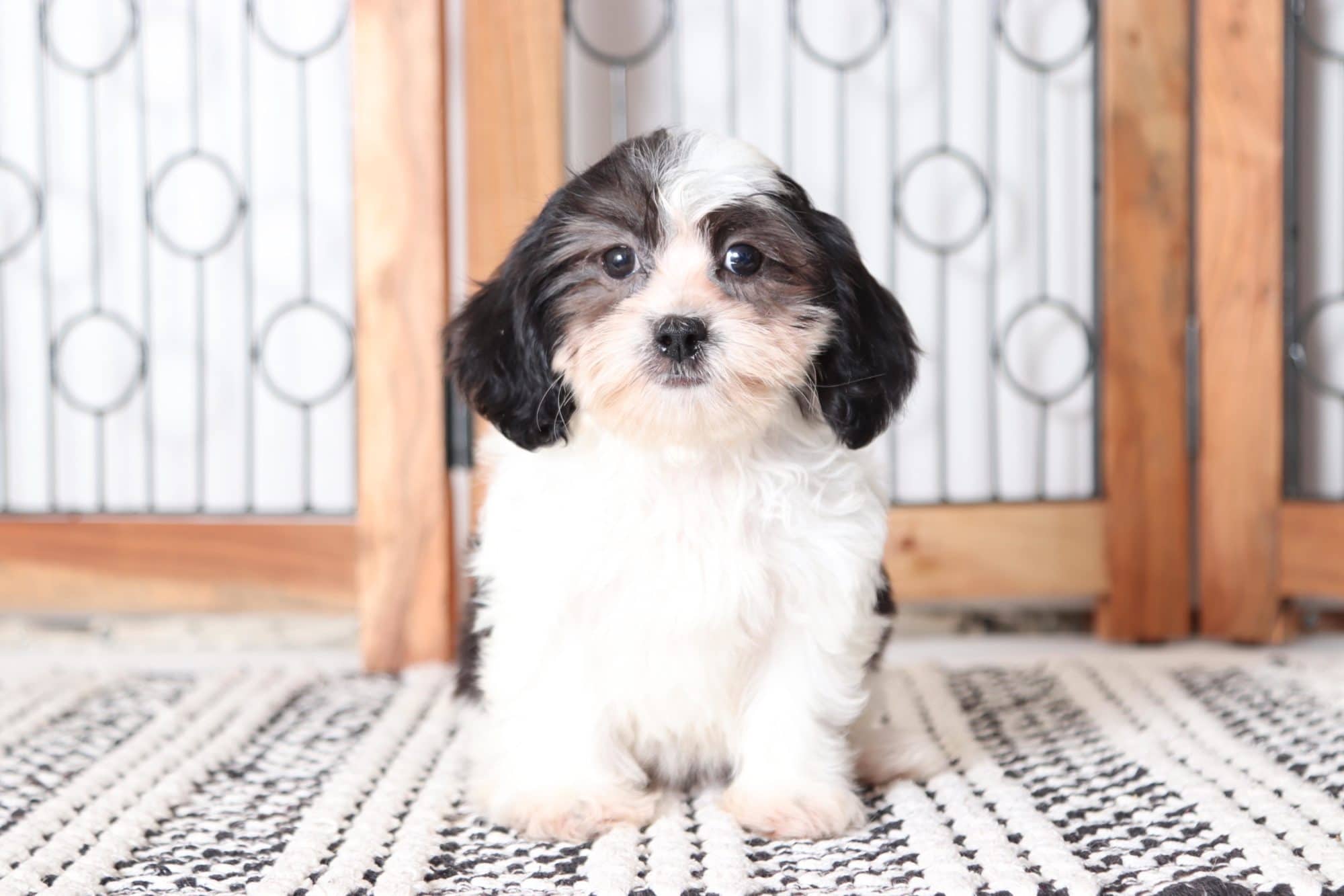Hugs - Playful Female Teddy Bear Puppy - Image 4