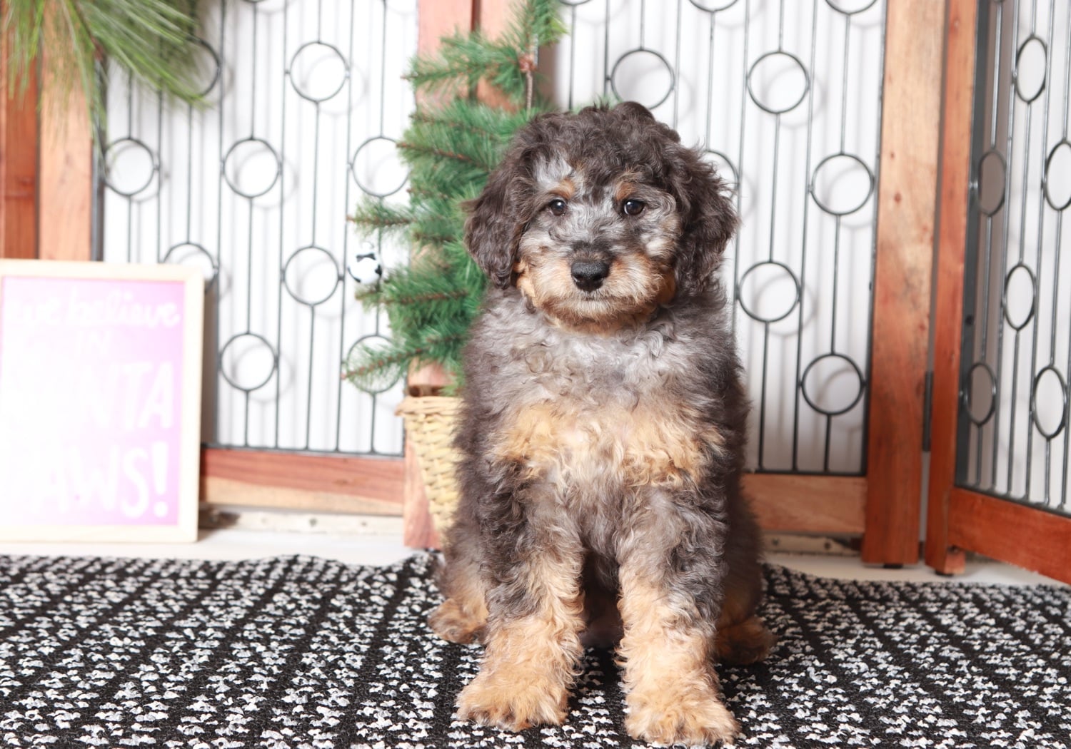 Hunter - Happy Male Aussie-Poo Puppy