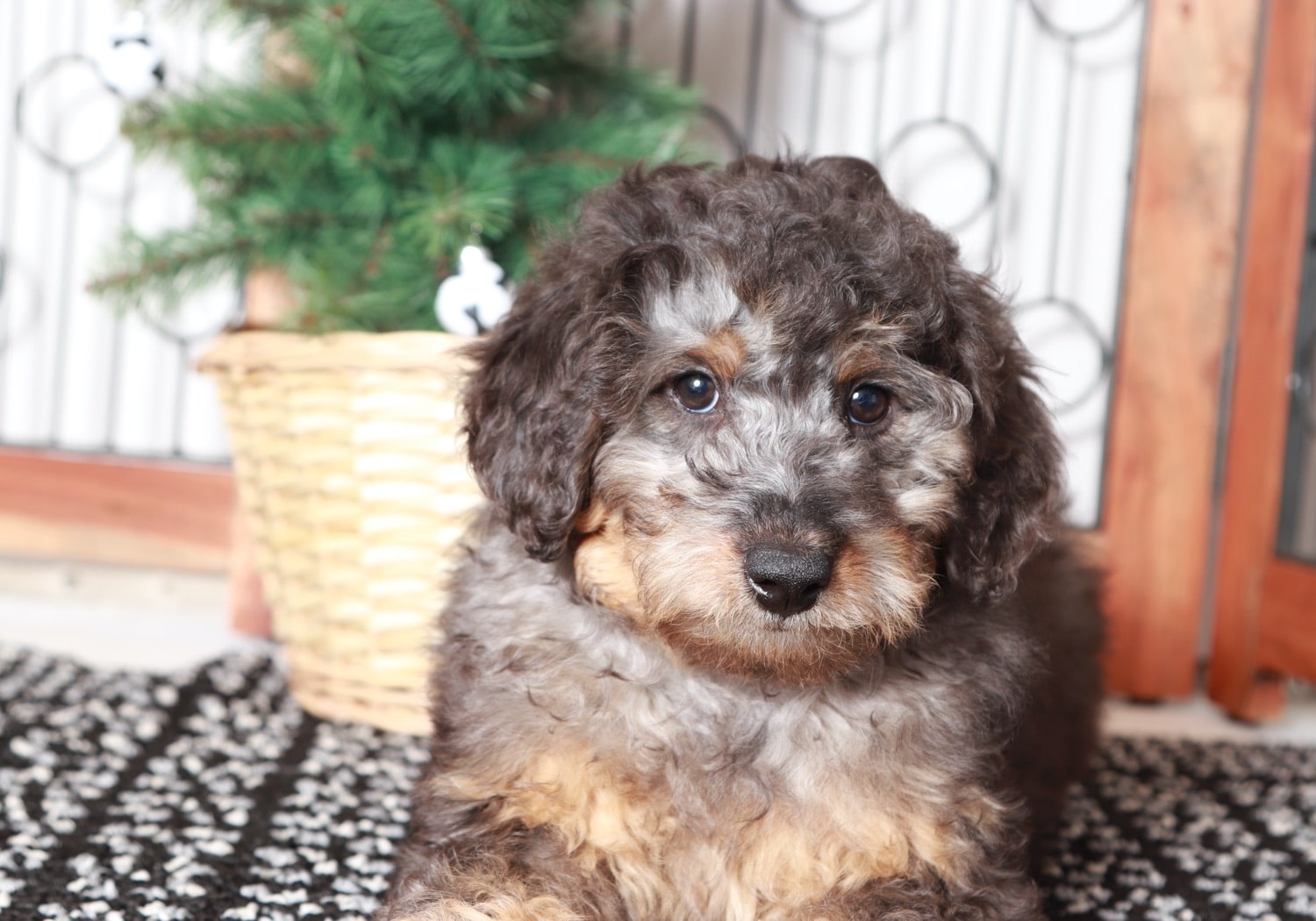 Hunter - Happy Male Aussie-Poo Puppy - Image 2