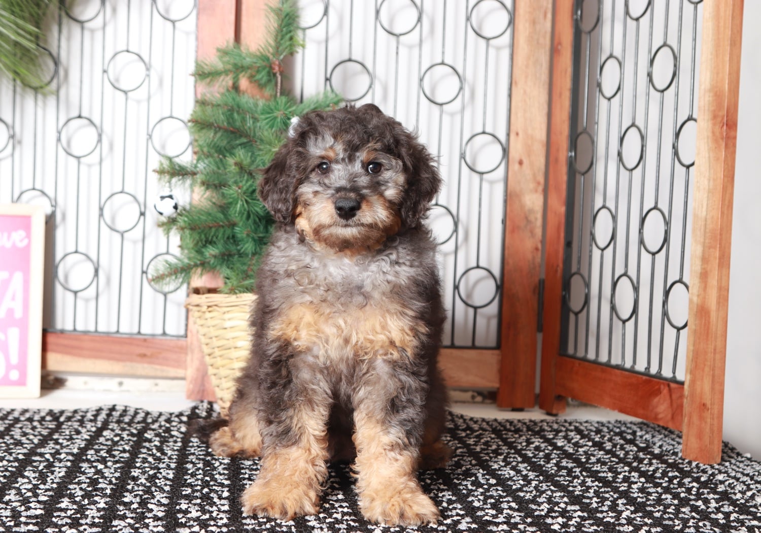 Hunter - Happy Male Aussie-Poo Puppy - Image 3