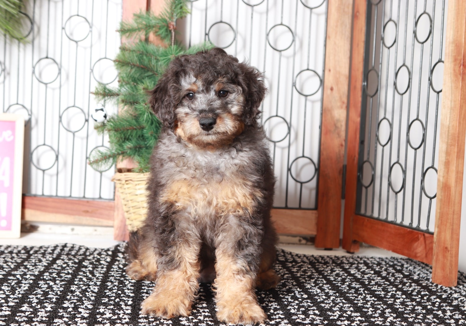Hunter - Happy Male Aussie-Poo Puppy - Image 4