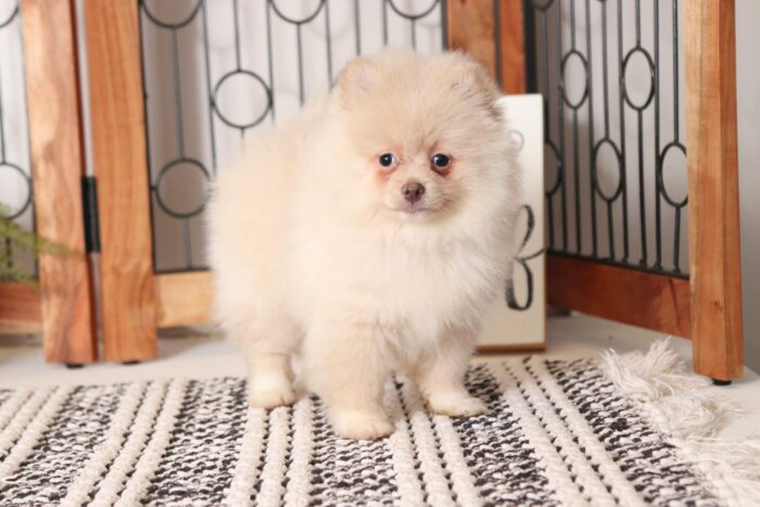 Ian - Handsome Little Male AKC Pomeranian Puppy - Image 2
