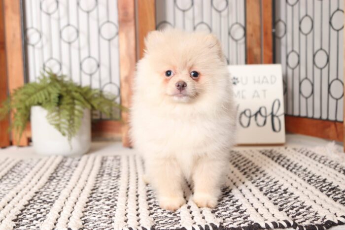 Ian - Handsome Little Male AKC Pomeranian Puppy - Image 3