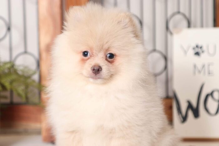 Ian - Handsome Little Male AKC Pomeranian Puppy - Image 4