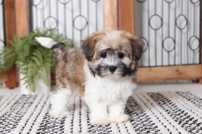Iggy - Precious Little Female ACA Havanese Puppy