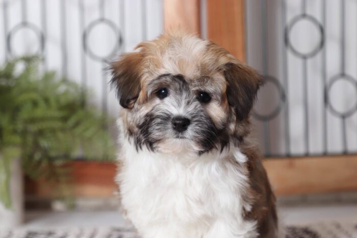 Iggy - Precious Little Female ACA Havanese Puppy - Image 2