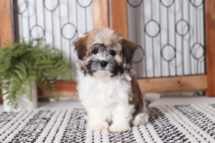 Iggy - Precious Little Female ACA Havanese Puppy - Image 3