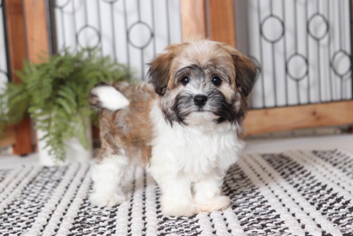 Iggy - Precious Little Female ACA Havanese Puppy - Image 4