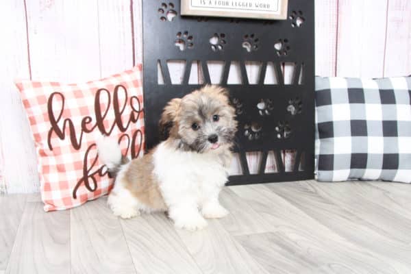 Winston - Very Smart Little ACA Male Havanese Puppy