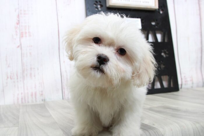 Infiniti - Happy Female White Teddy Bear Puppy