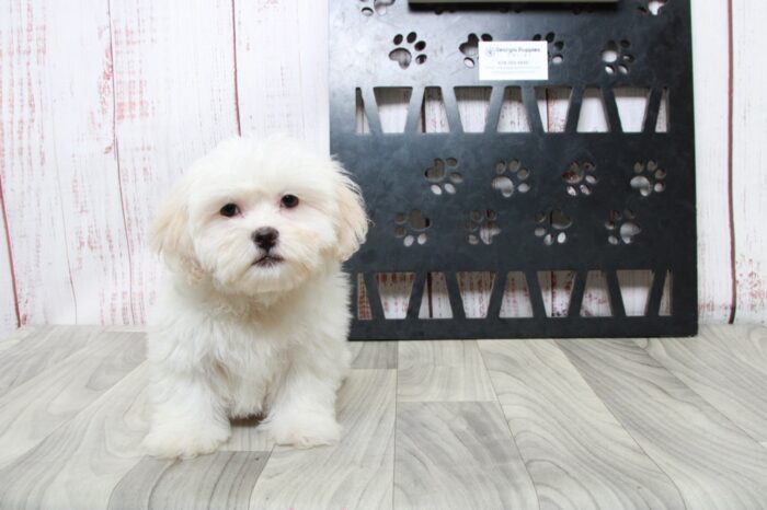 Infiniti - Happy Female White Teddy Bear Puppy - Image 2