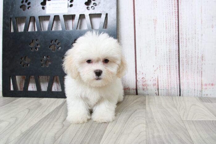 Infiniti - Happy Female White Teddy Bear Puppy - Image 6