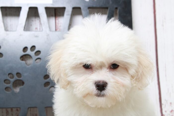 Infiniti - Happy Female White Teddy Bear Puppy - Image 4
