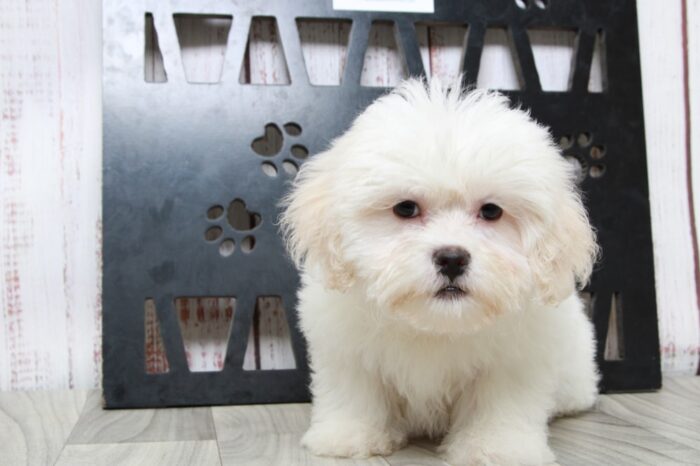 Infiniti - Happy Female White Teddy Bear Puppy - Image 3